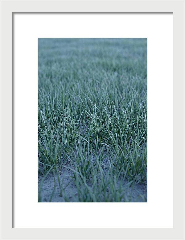 Fresh Cut Grass In Golden Light