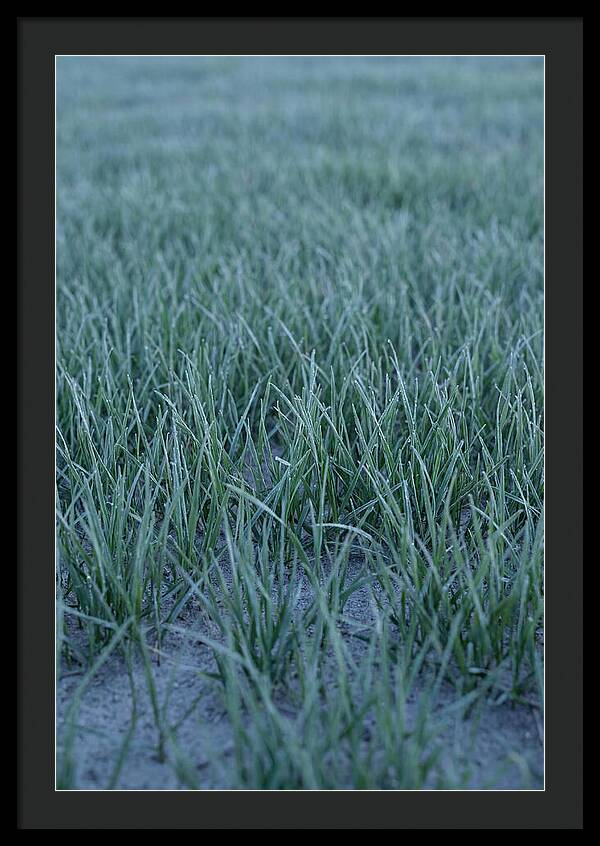 Fresh Cut Grass In Golden Light