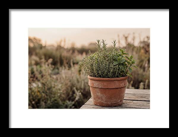 Fresh Herbs In Clay Pot