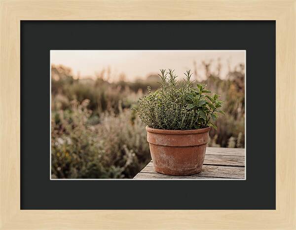 Fresh Herbs In Clay Pot