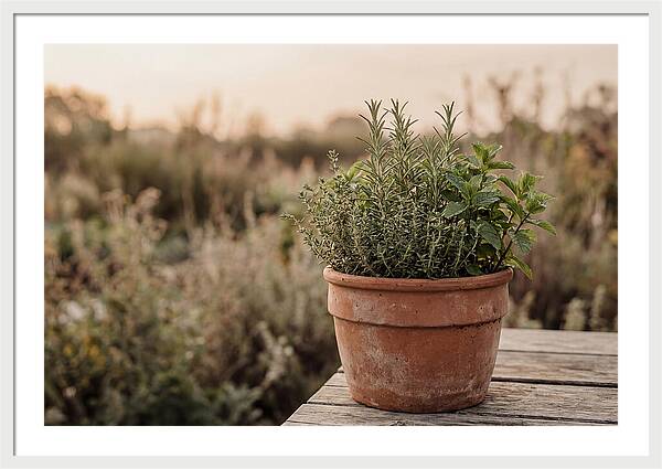 Fresh Herbs In Clay Pot