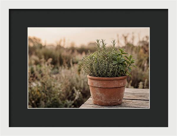 Fresh Herbs In Clay Pot