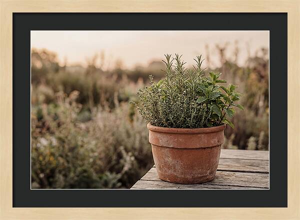 Fresh Herbs In Clay Pot