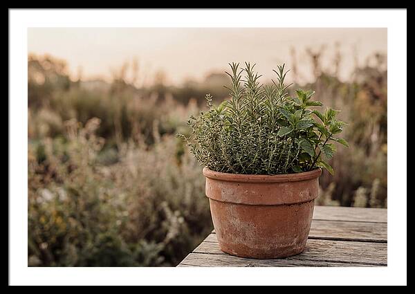 Fresh Herbs In Clay Pot
