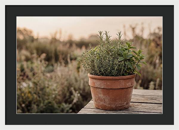 Fresh Herbs In Clay Pot