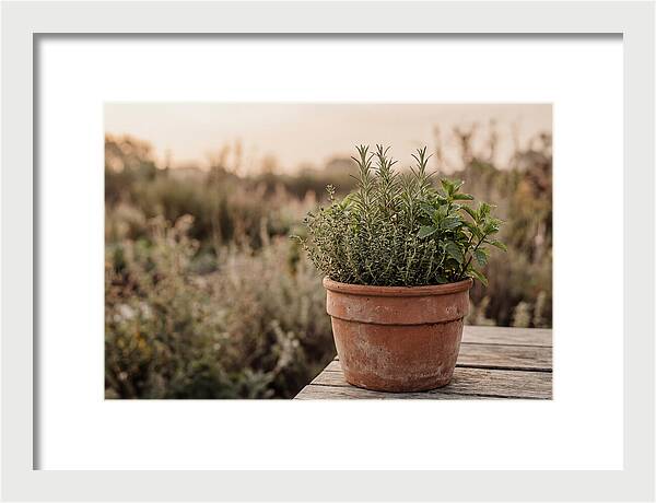 Fresh Herbs In Clay Pot