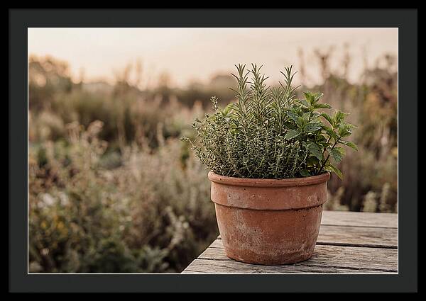 Fresh Herbs In Clay Pot
