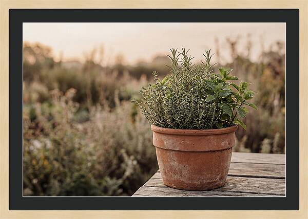 Fresh Herbs In Clay Pot