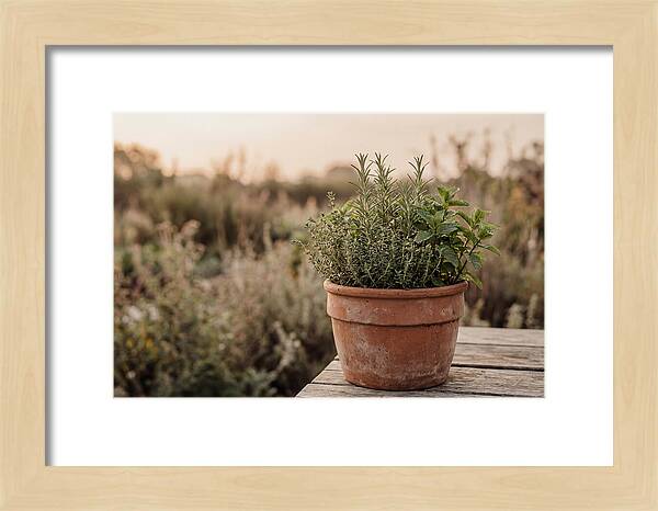 Fresh Herbs In Clay Pot