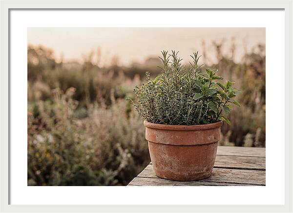Fresh Herbs In Clay Pot