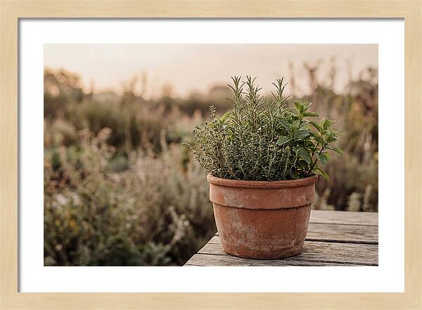 Fresh Herbs In Clay Pot
