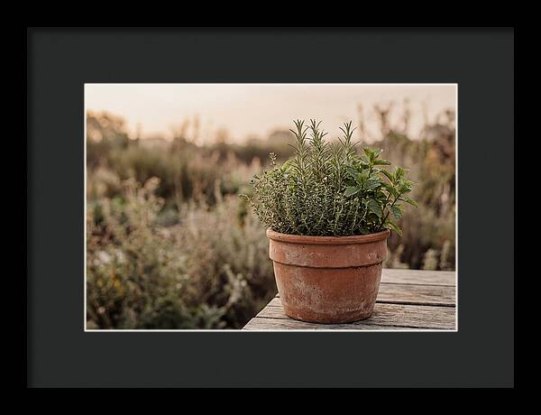 Fresh Herbs In Clay Pot