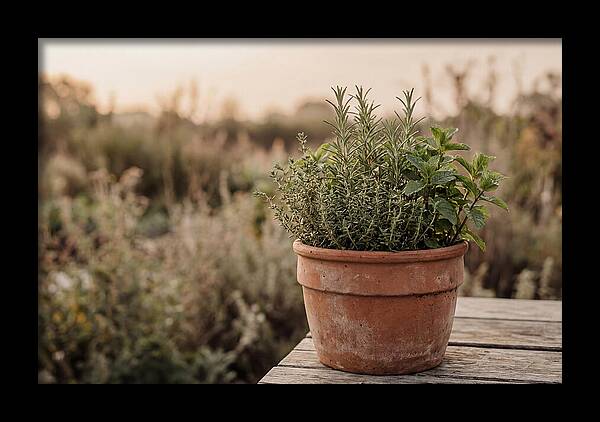 Fresh Herbs In Clay Pot