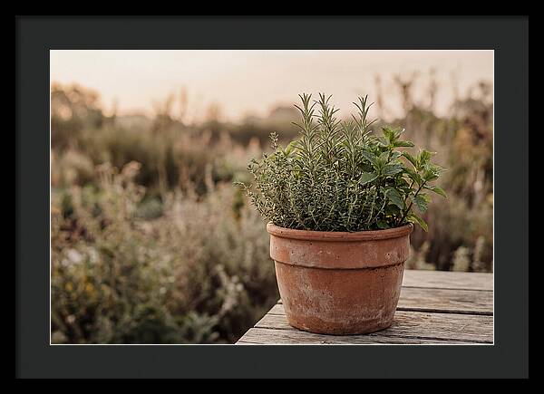 Fresh Herbs In Clay Pot
