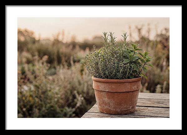 Fresh Herbs In Clay Pot