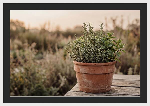 Fresh Herbs In Clay Pot