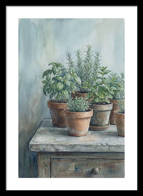 Fresh Herbs In Terracotta Pots