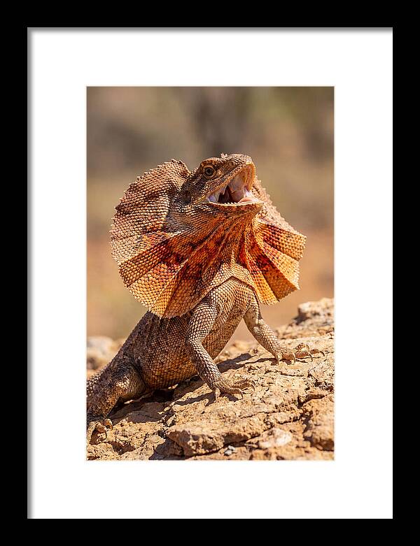Frilled Dragon Display
