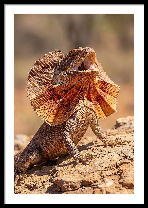 Frilled Dragon Display