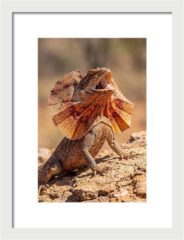 Frilled Dragon Display