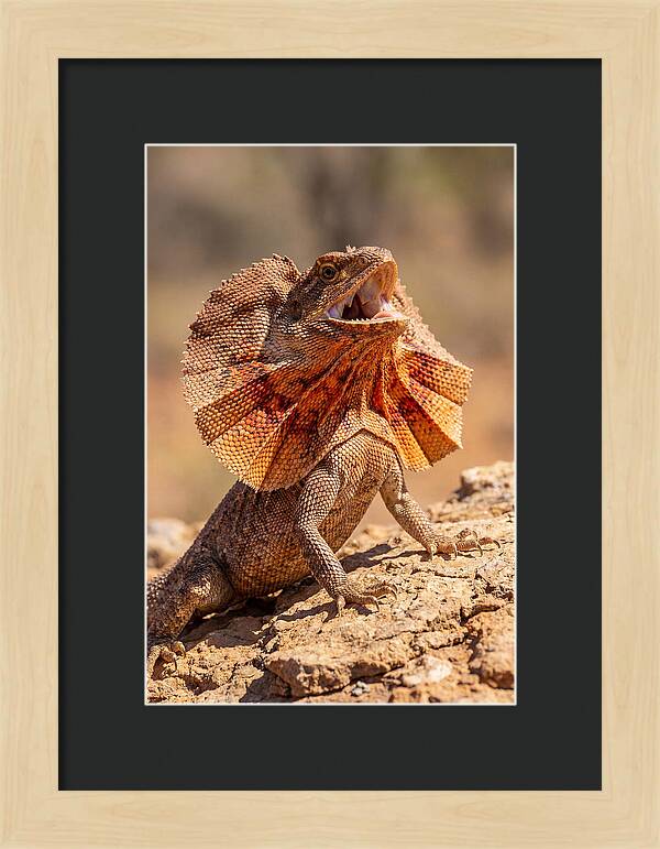 Frilled Dragon Display