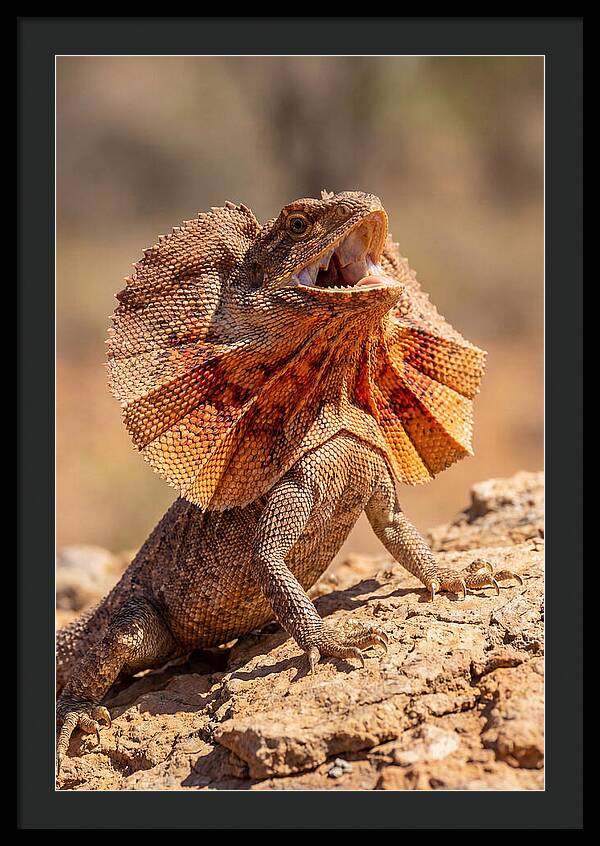 Frilled Dragon Display