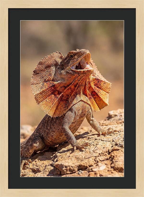 Frilled Dragon Display
