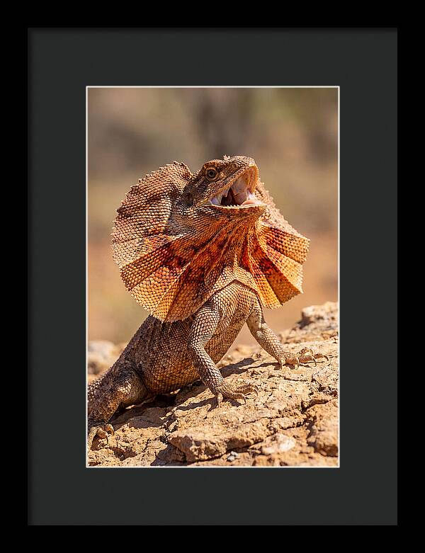 Frilled Dragon Display