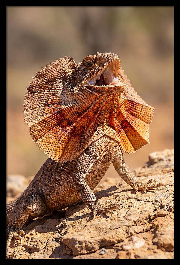 Frilled Dragon Display