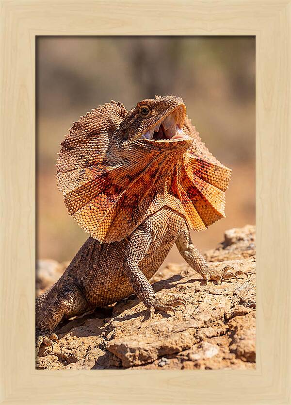 Frilled Dragon Display
