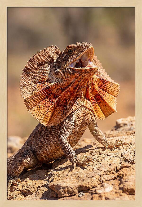 Frilled Dragon Display