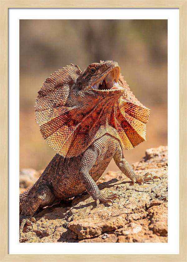 Frilled Dragon Display