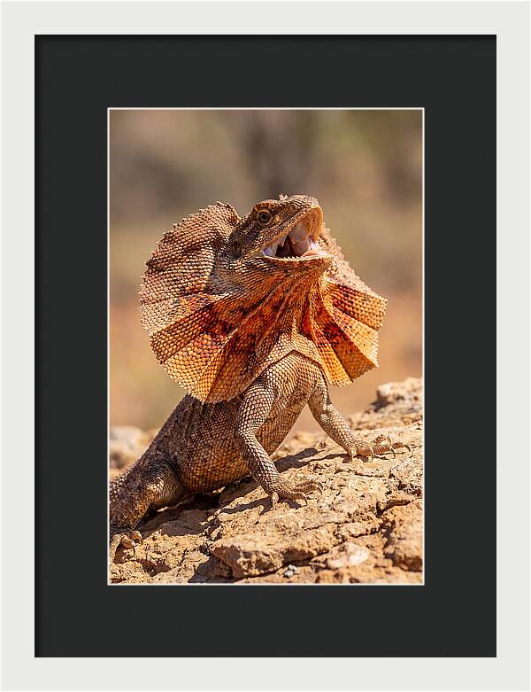 Frilled Dragon Display