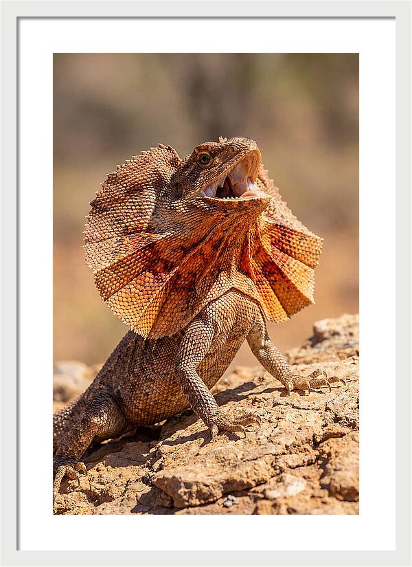 Frilled Dragon Display