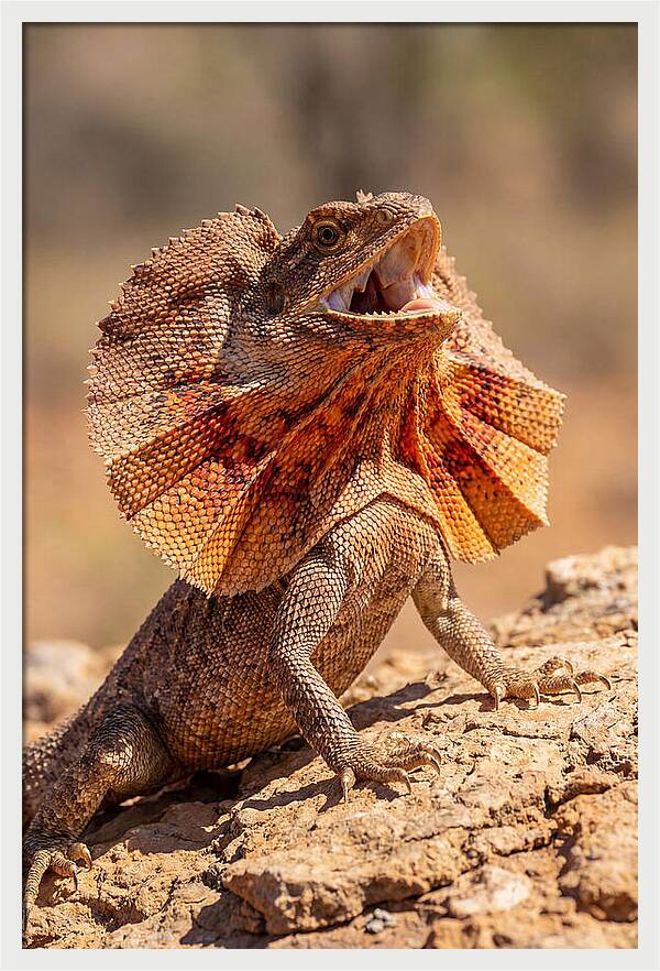 Frilled Dragon Display