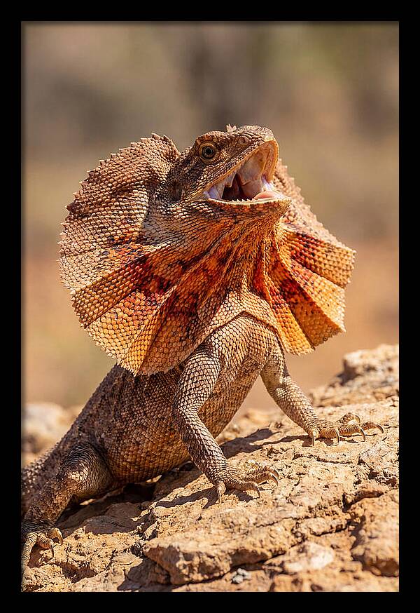 Frilled Dragon Display