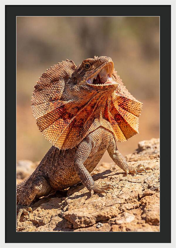 Frilled Dragon Display