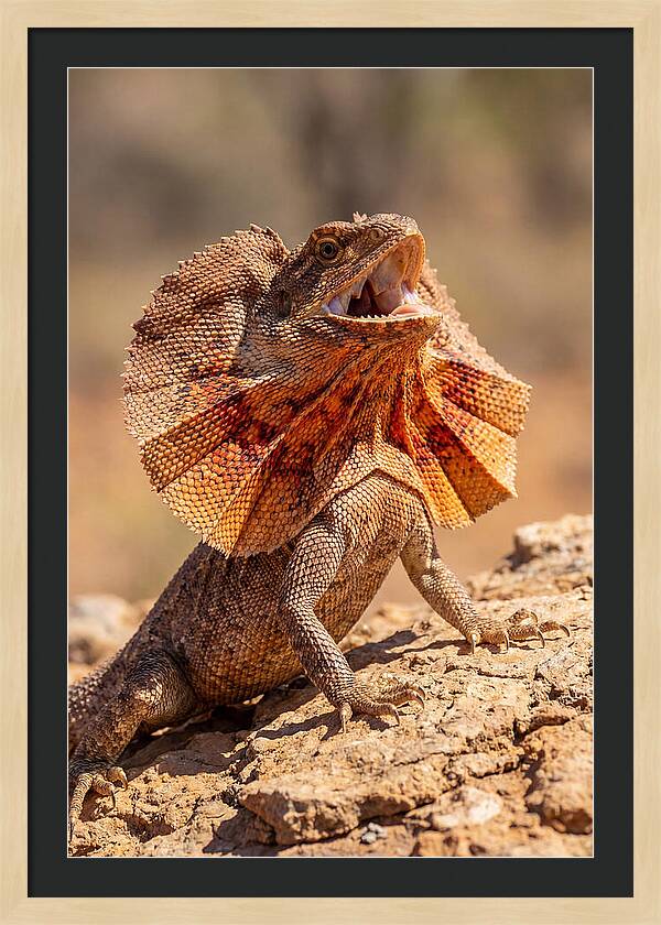 Frilled Dragon Display