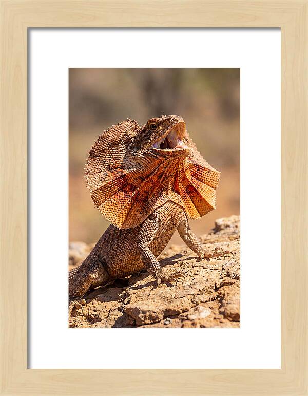 Frilled Dragon Display