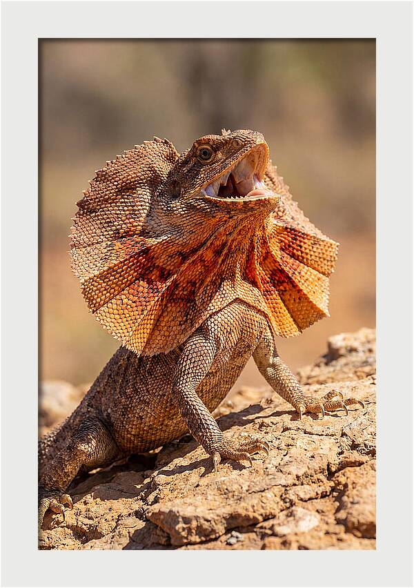 Frilled Dragon Display