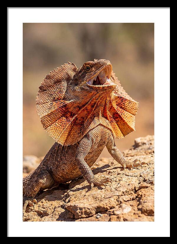Frilled Dragon Display