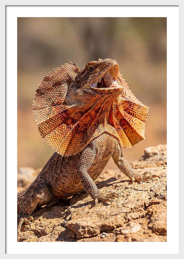 Frilled Dragon Display