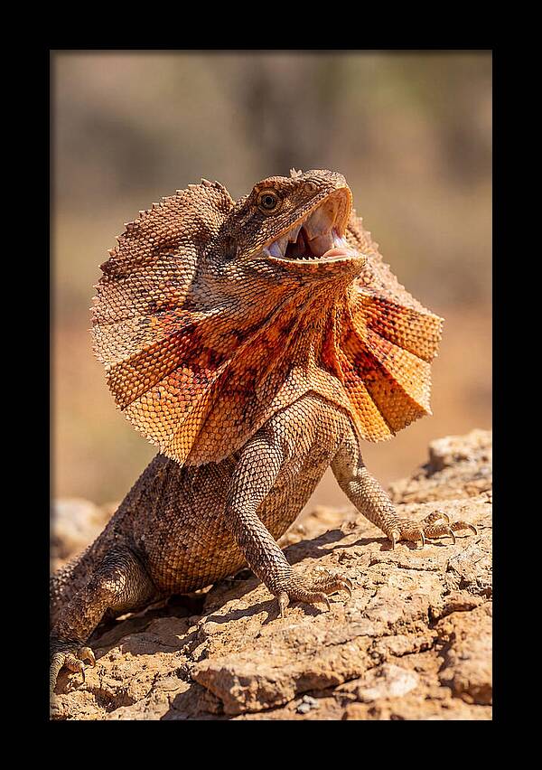 Frilled Dragon Display