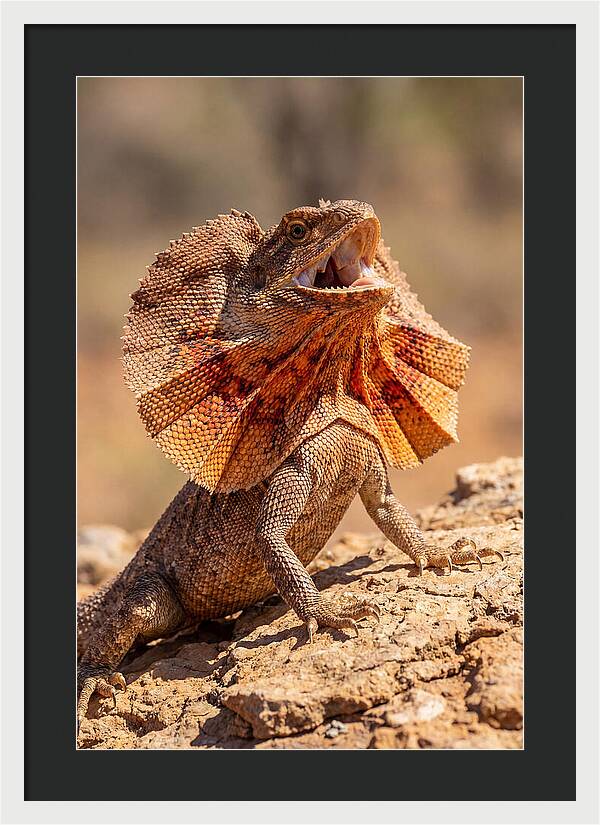 Frilled Dragon Display