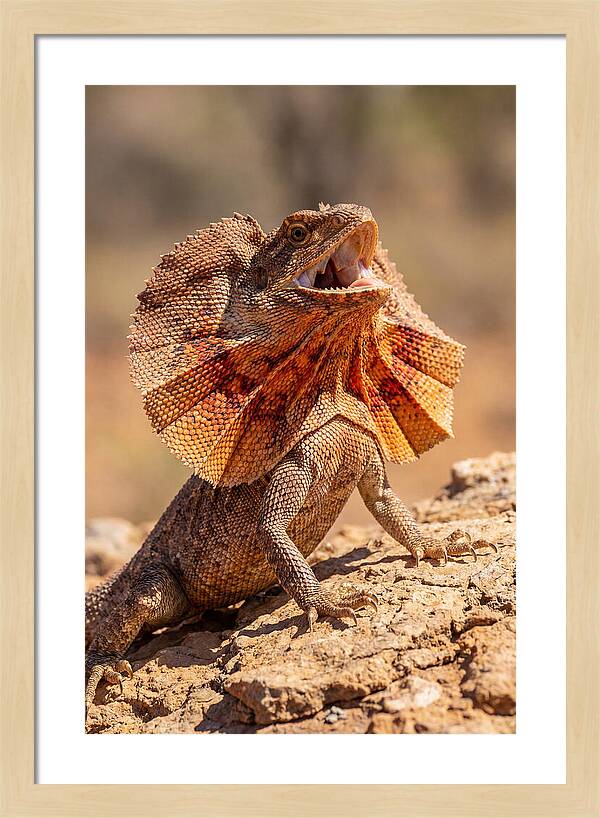 Frilled Dragon Display