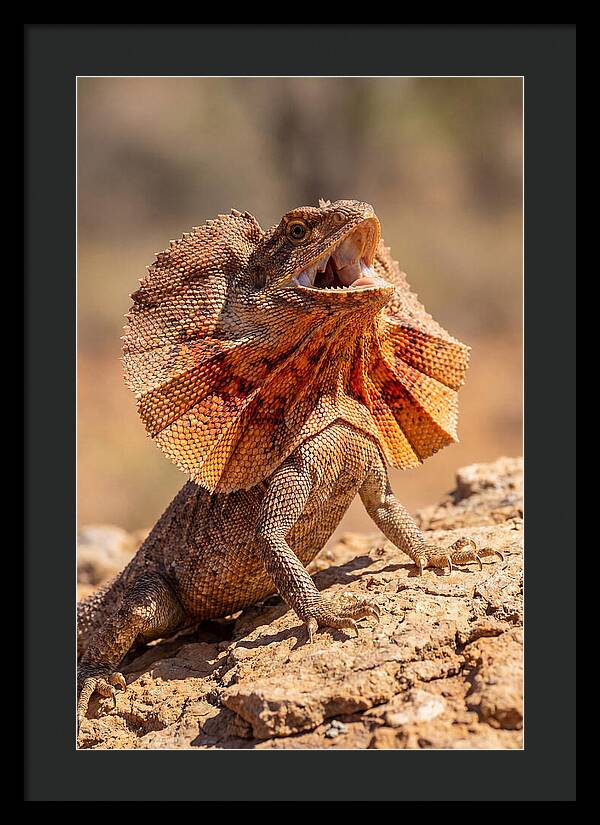 Frilled Dragon Display