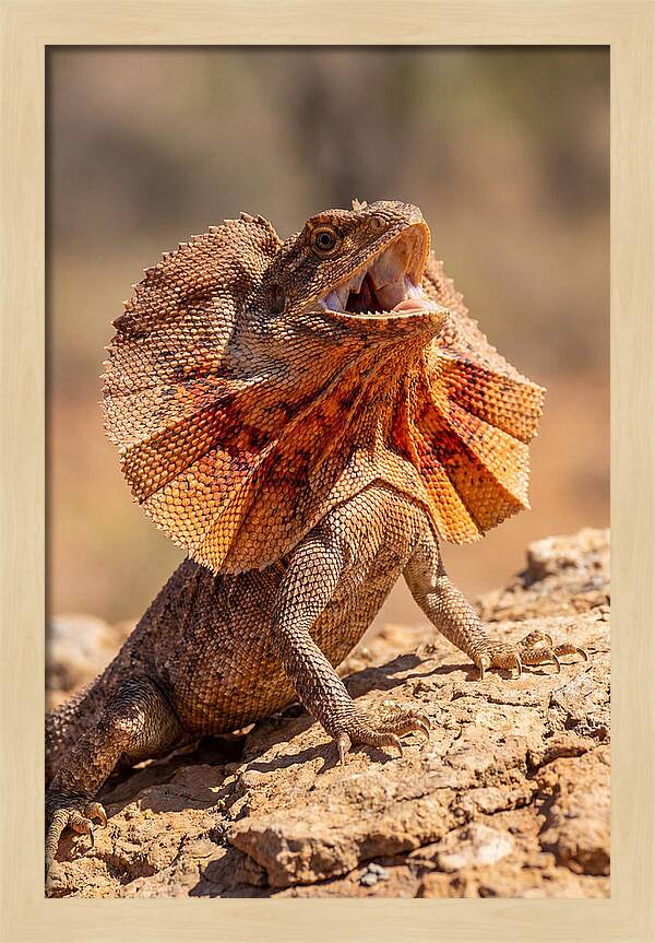 Frilled Dragon Display
