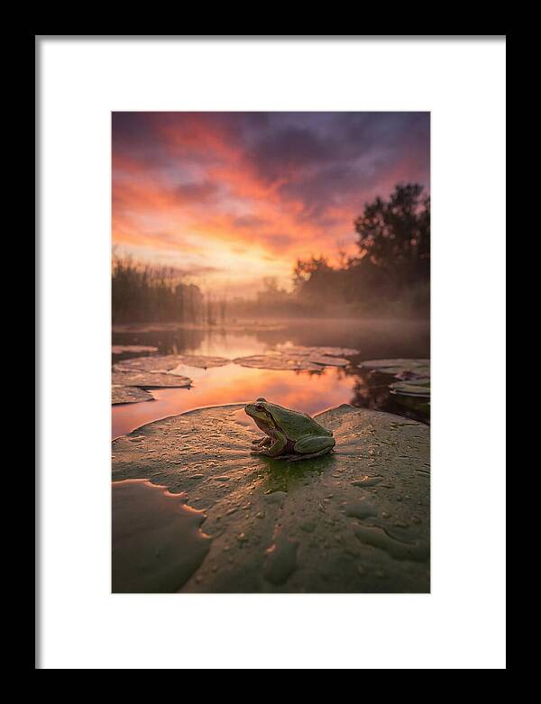 Frog On Lily Pad