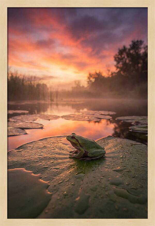 Frog On Lily Pad