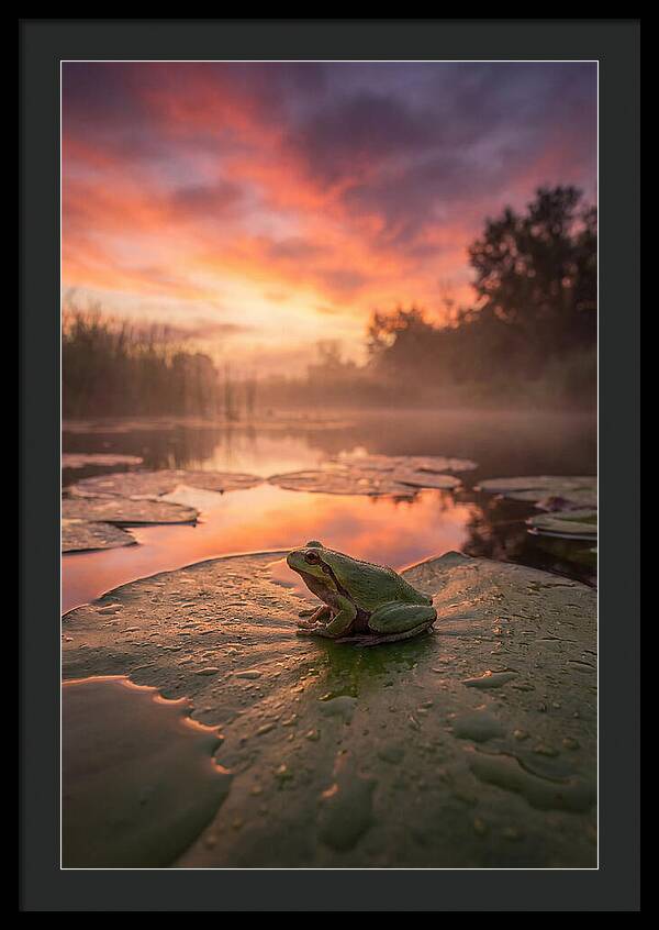 Frog On Lily Pad